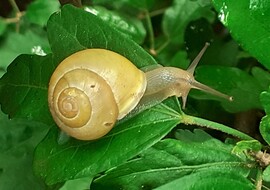 Eső után