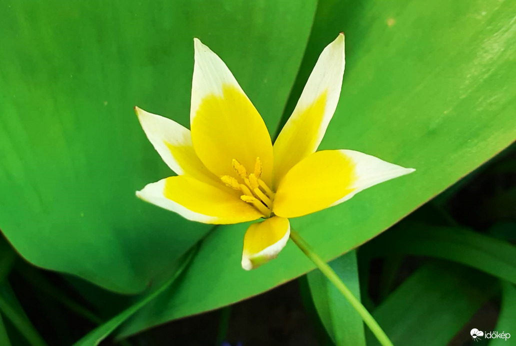 Törpe tulipán