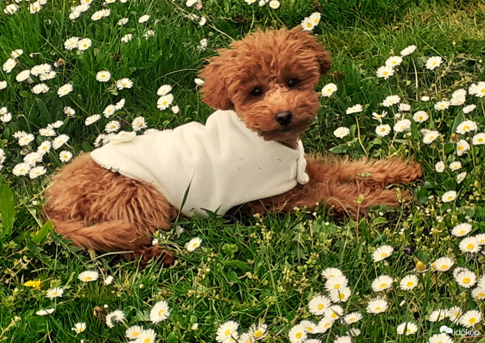 Nala
