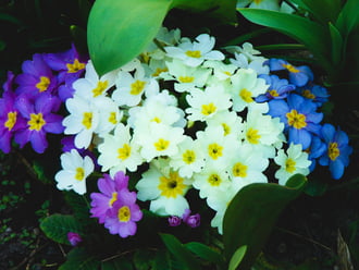 Primula