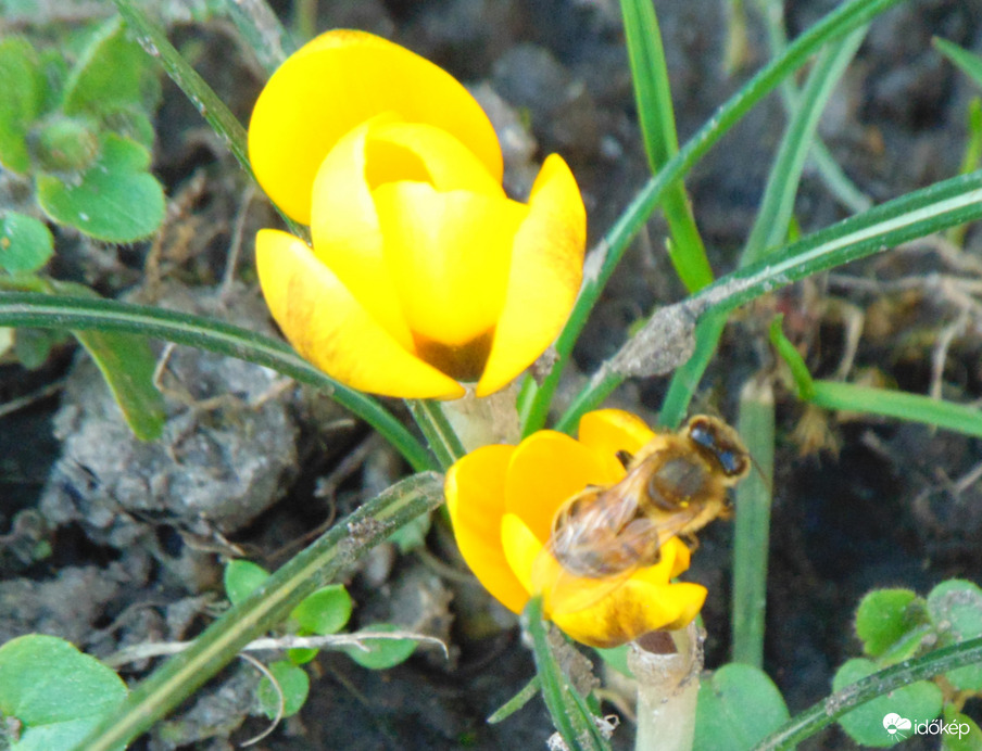 Megérkeztek a méhek