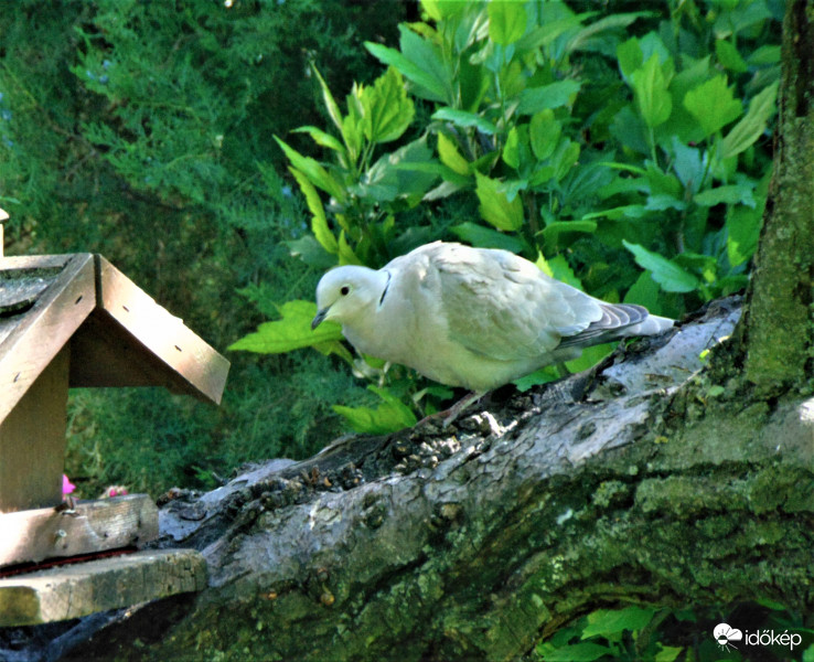 Reggelizni jött ő is