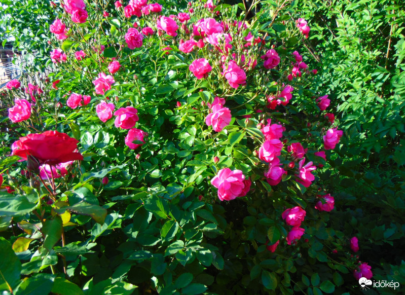 Rózsabokor