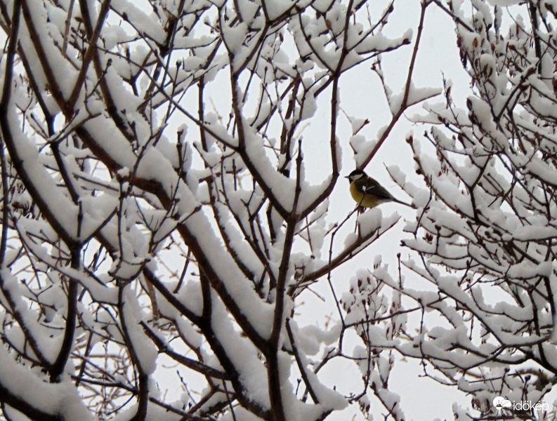 Sikerült egy kis cinkét fotóznom