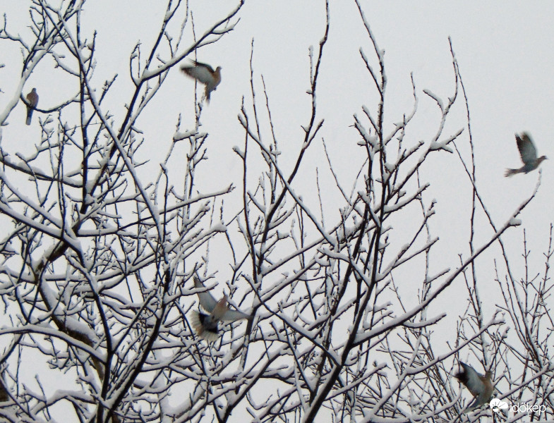 Gerlék is jönnek reggelizni