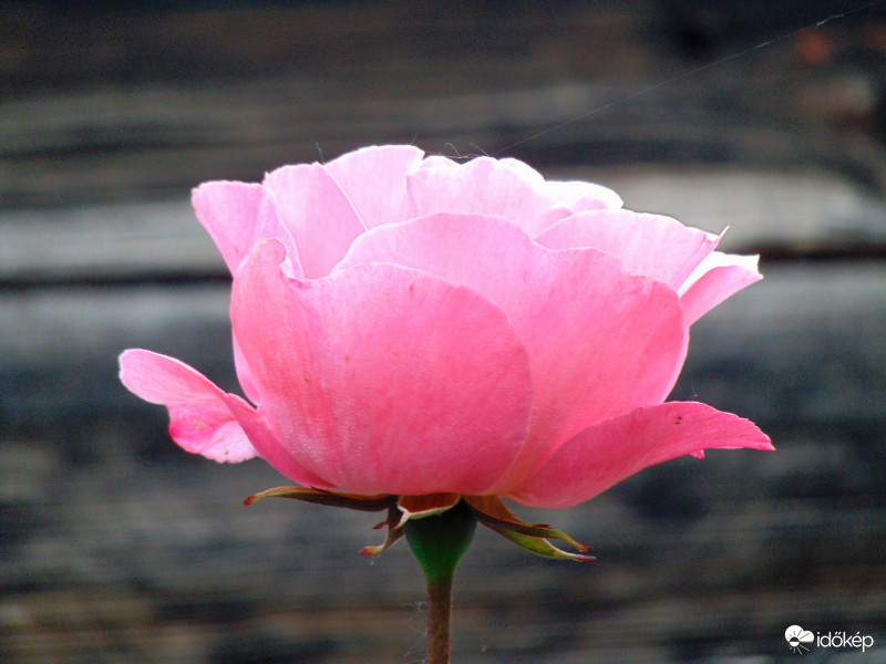 Rózsaszínű rózsa