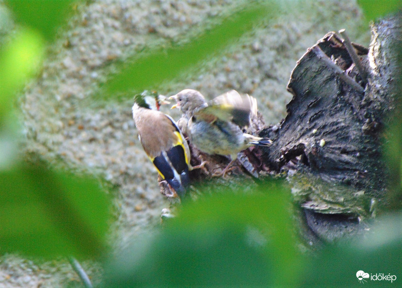 Tengelic mama újra eteti fiókáját