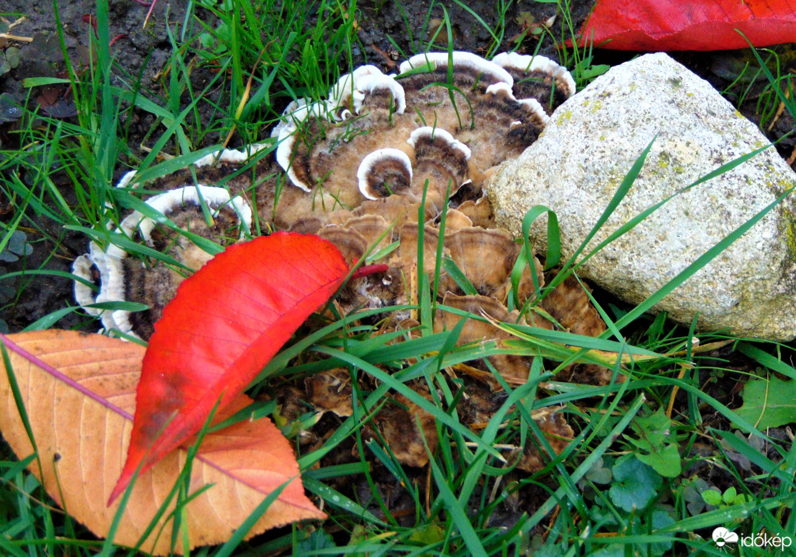 Tapló gomba