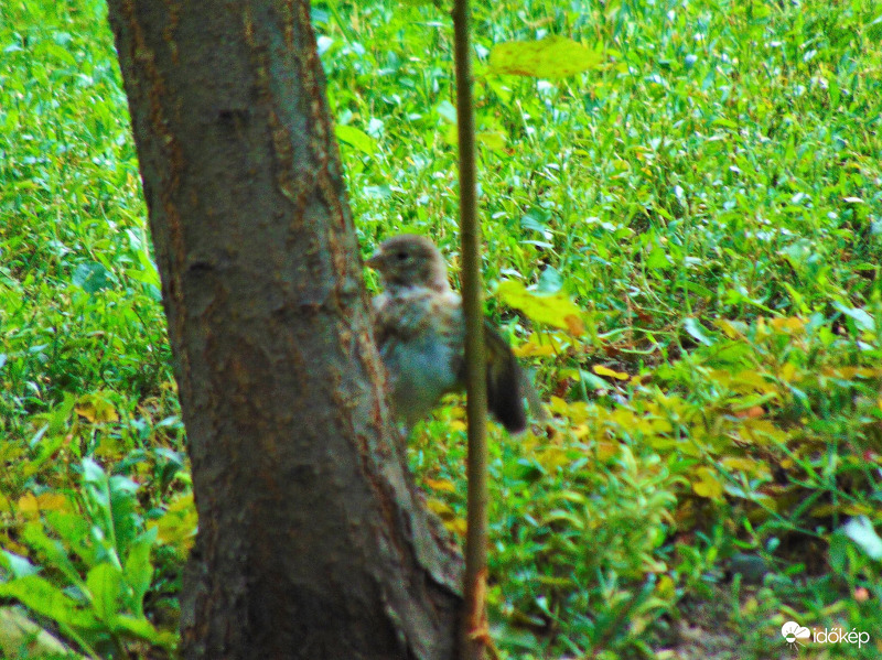 Megpróbált fára mászni