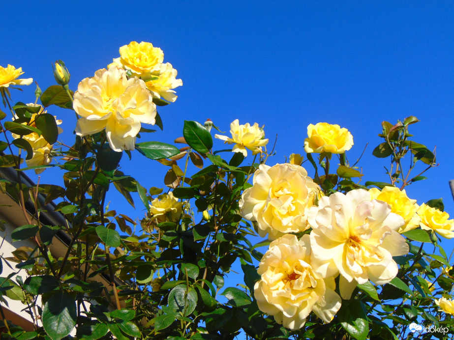 Sárga rózsa ismét nyílik