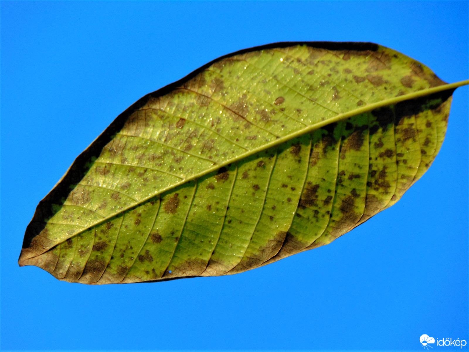 Harmatos falevél
