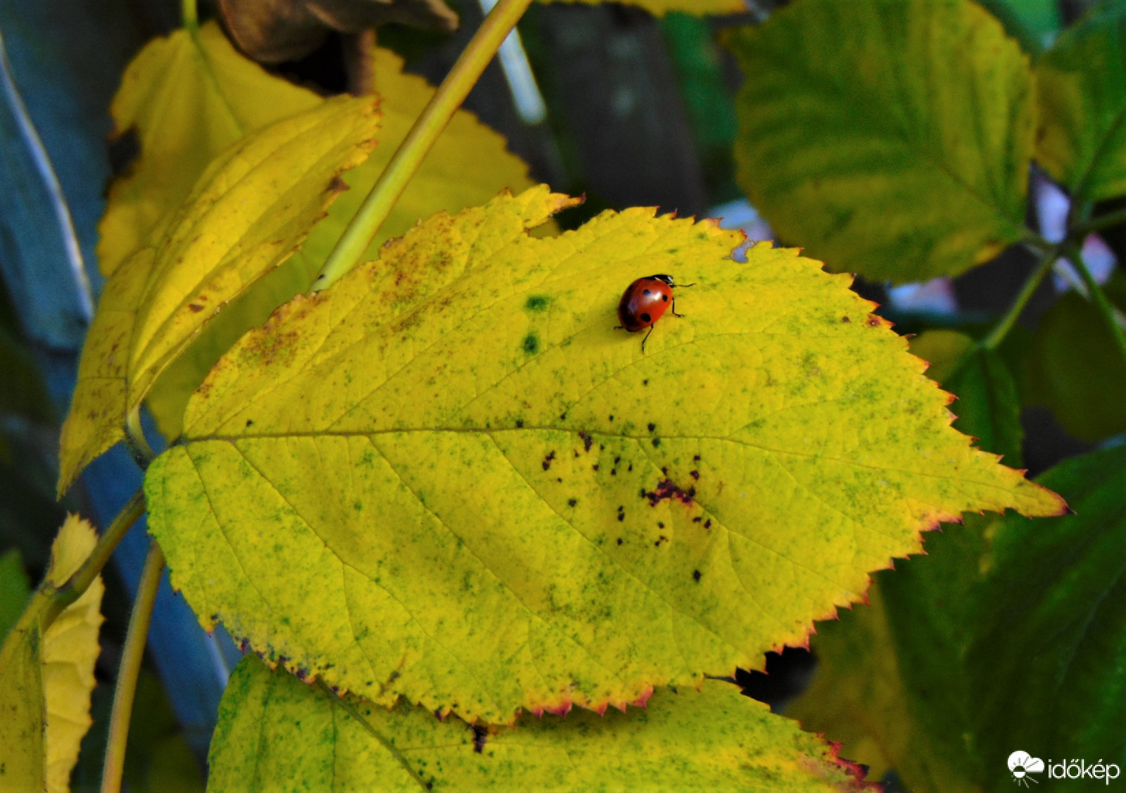 Katica az őszi levélen