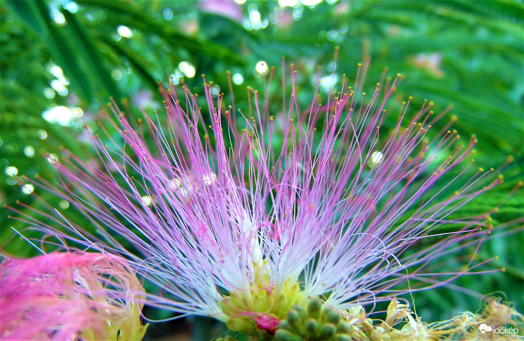 Selyemakác virág közelről