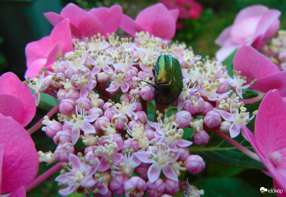 Rózsabogár hortenzián