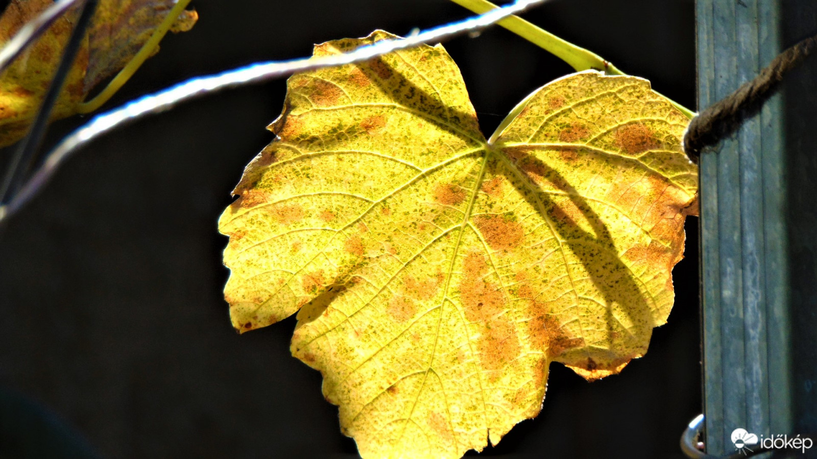 Szőlő levél napsütésben