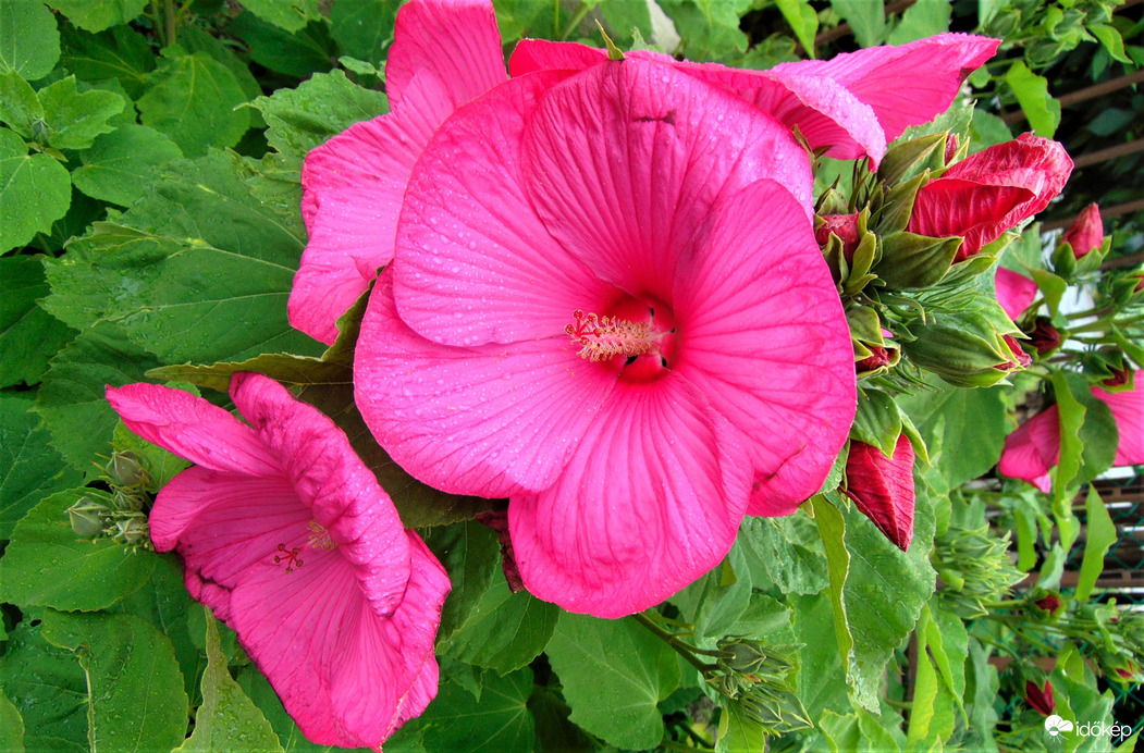 Mocsári hibiszkusz