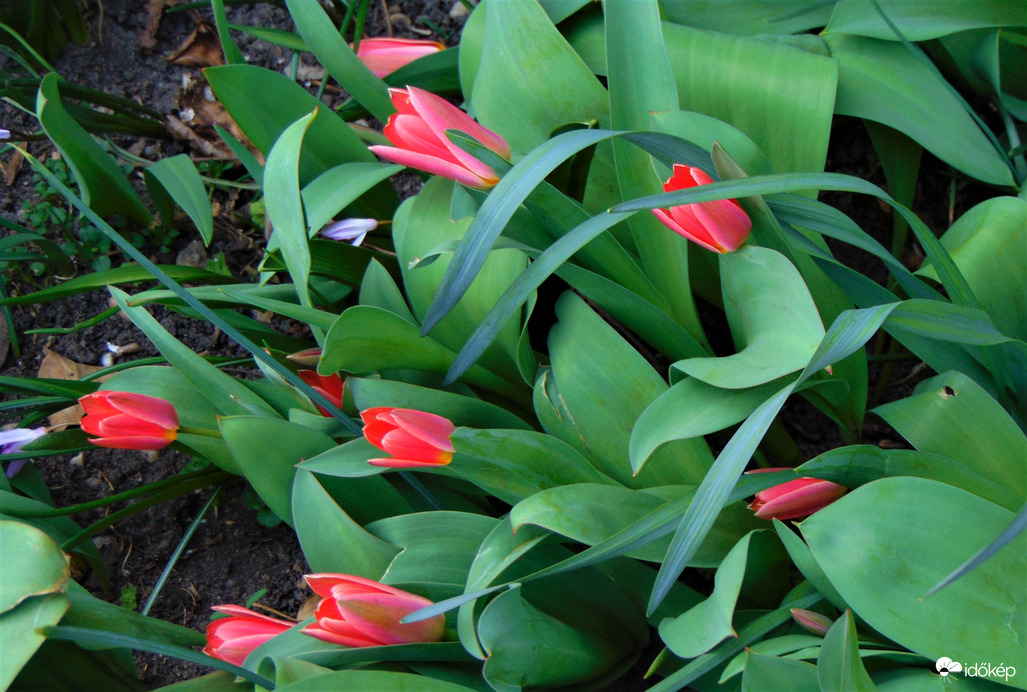Erős szél elfektette a tulipánokat