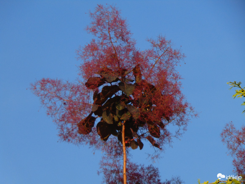 Bíbor cserszömörce