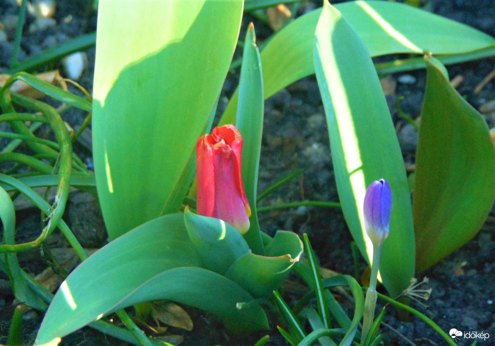Tulipán február végén