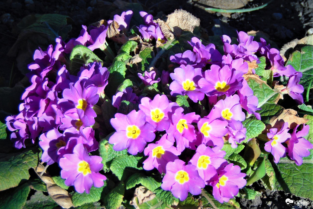 Primula