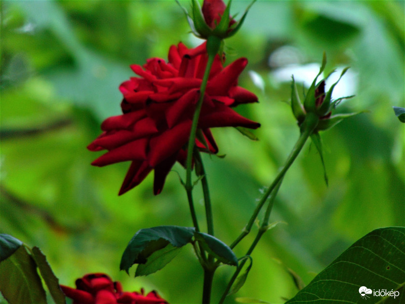 Vízhiány , rózsaszirom 