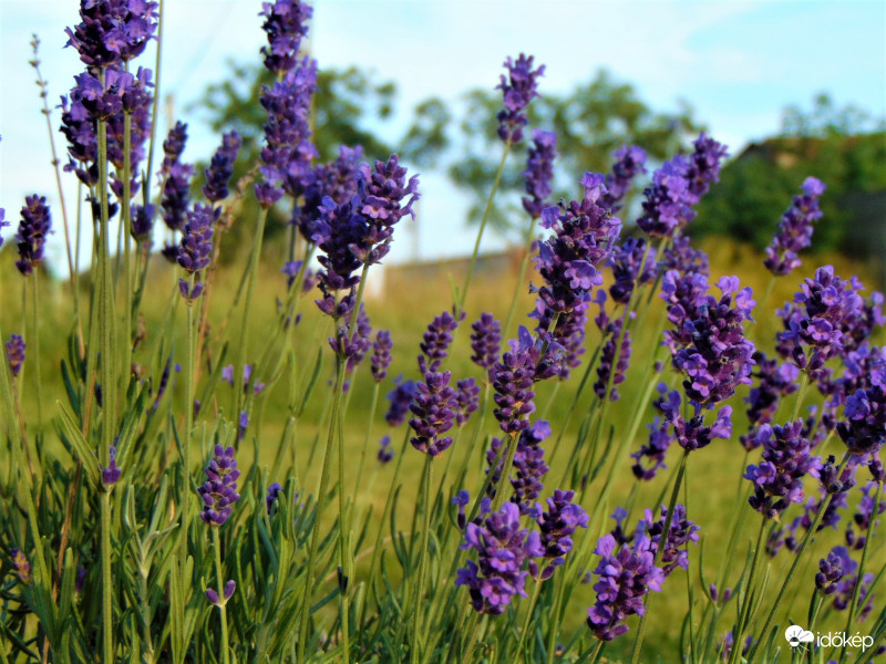 Levendula napfényben