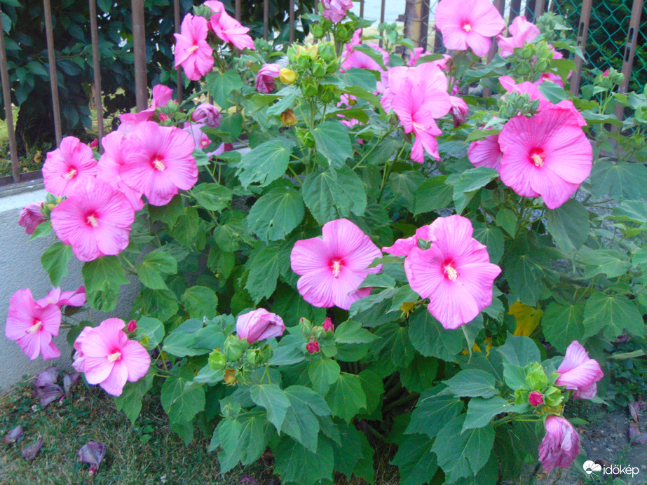 Mocsári hibiszkusz