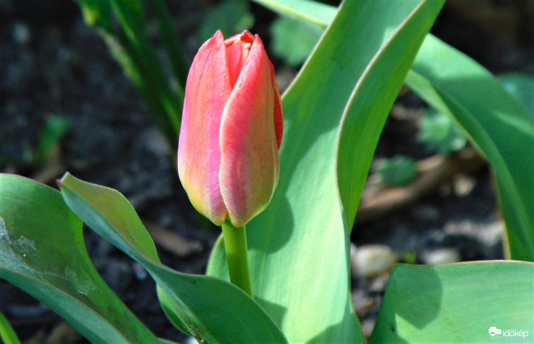 Tulipán