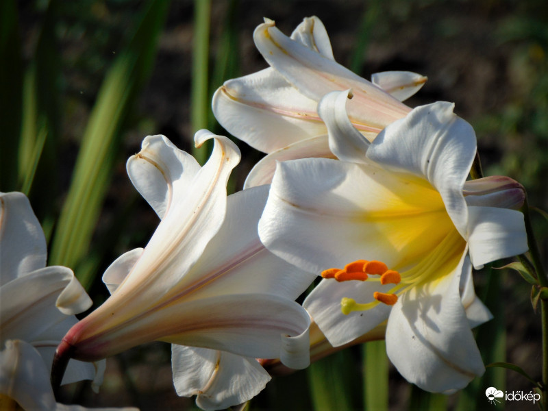 Liliom
