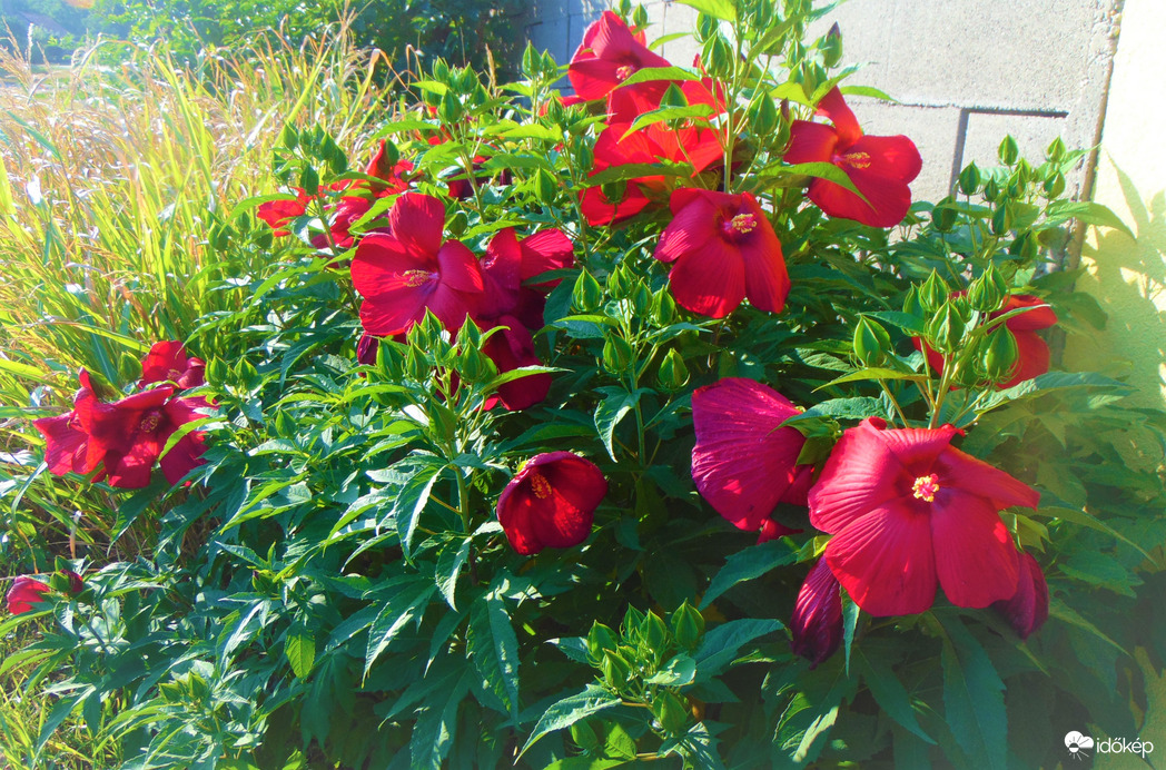 Bordó mocsári hibiszkusz