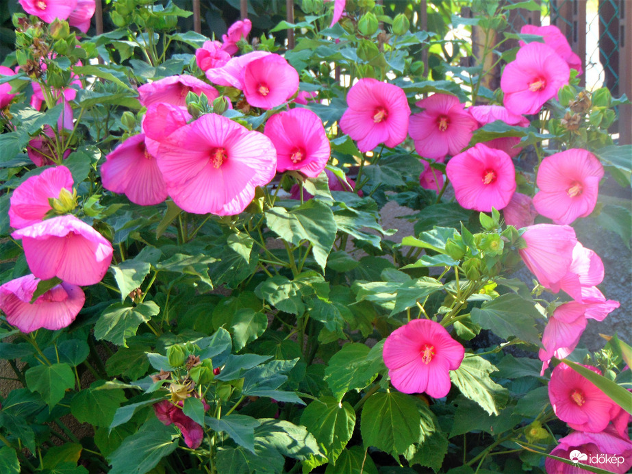 Rózsaszín mocsári hibiszkusz
