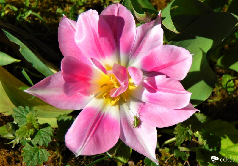 Tulipán és utasa