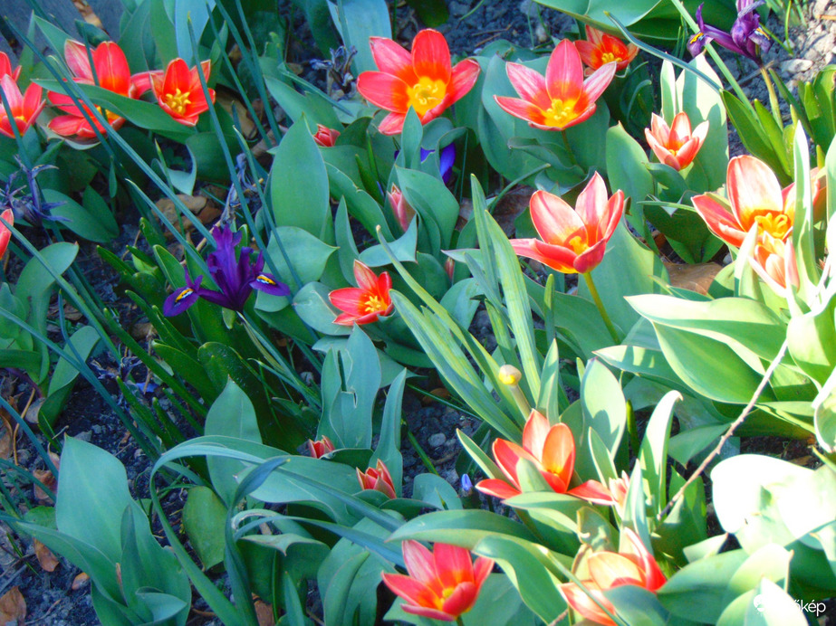 Tulipánok