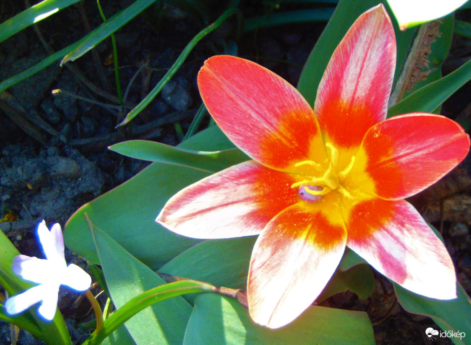 Tulipán