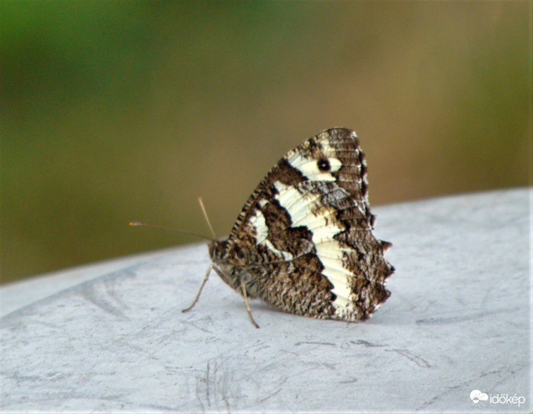 Pillangó
