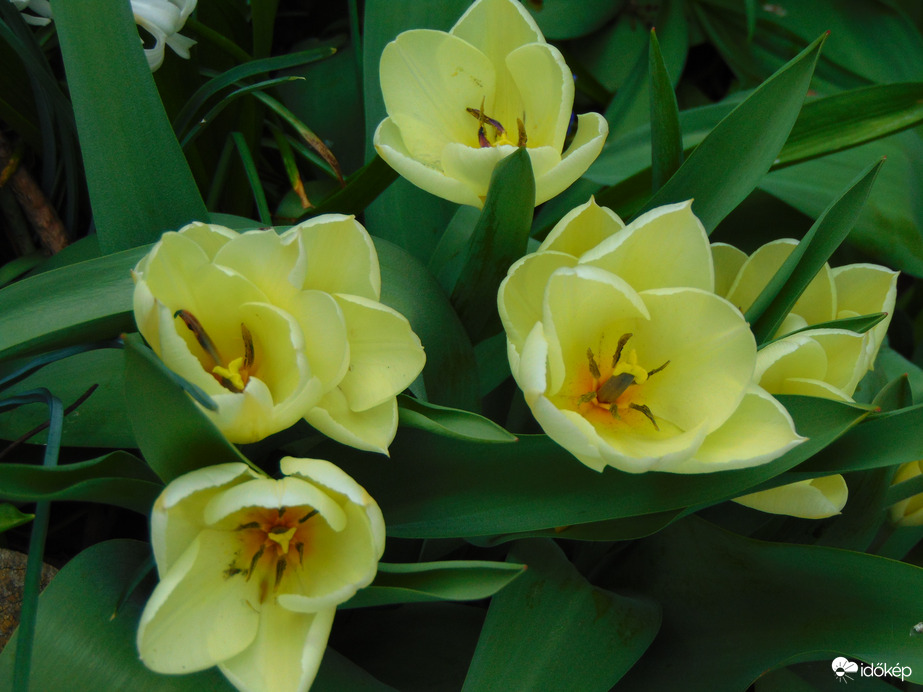 Tulipán