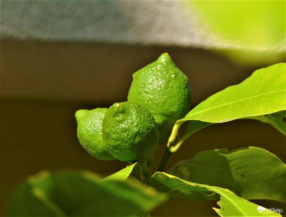 Szép citromtermés lesz