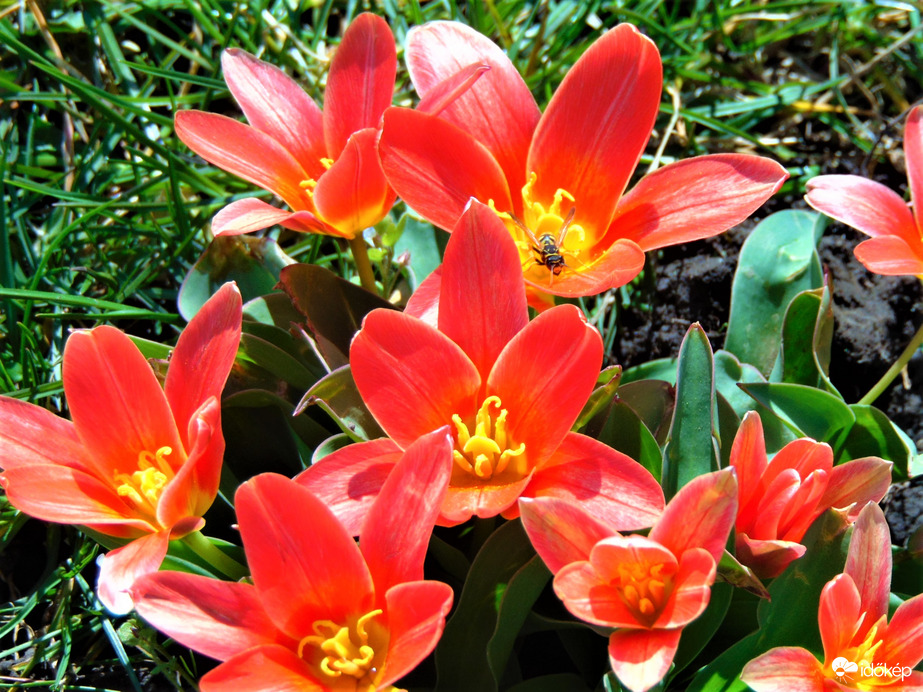 Tulipánok