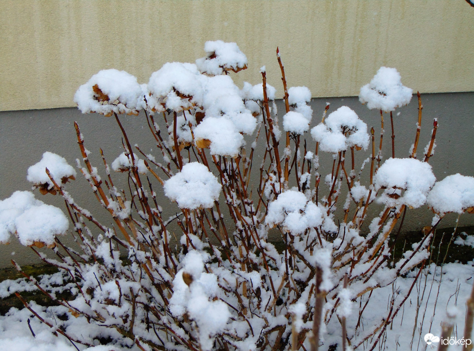 Hortenzia hósapkában