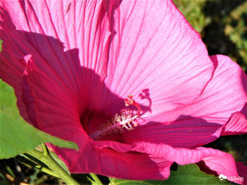 Mocsári hibiszkusz