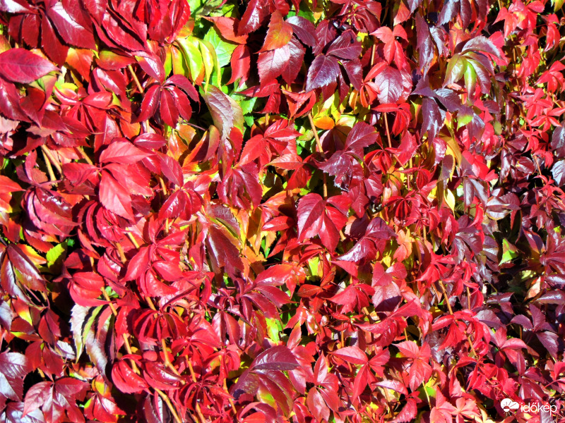 Vadszőlő piros bordó levelei