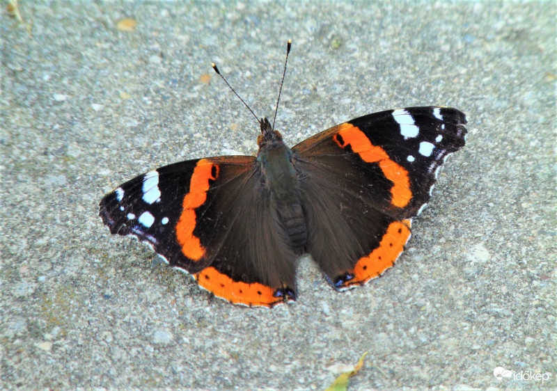 Admirális lepke