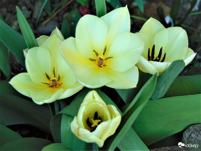 Kinyíltak a tulipánok