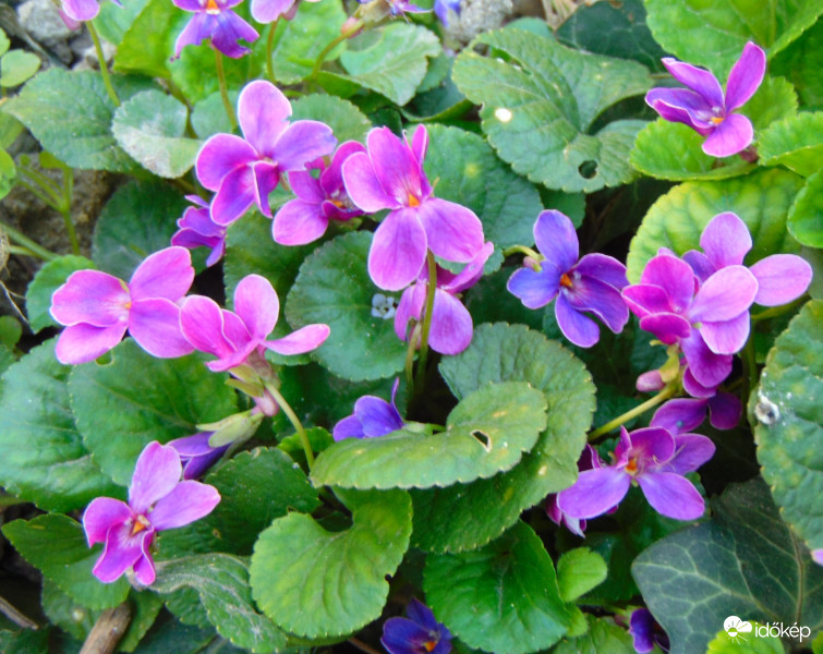 Ibolya más színben