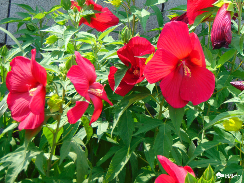 Mocsári hibiszkusz