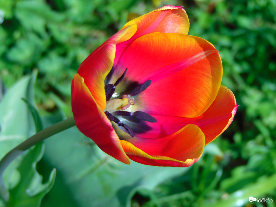 Kedvenc tulipánom