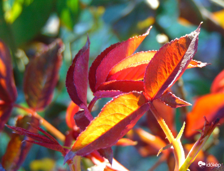 Lemenő nap fényében