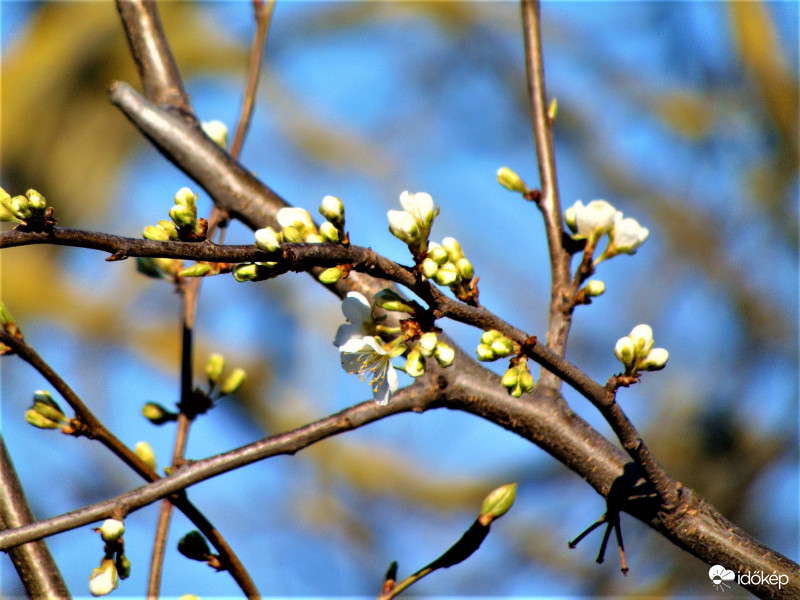 Fiatal fa virágzik