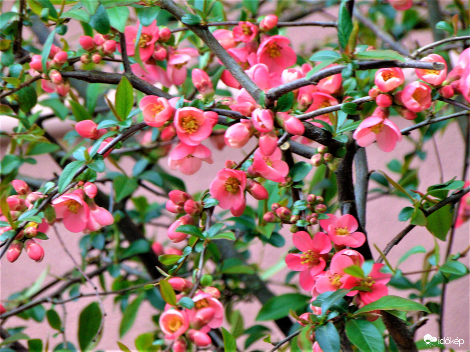 Japán birs