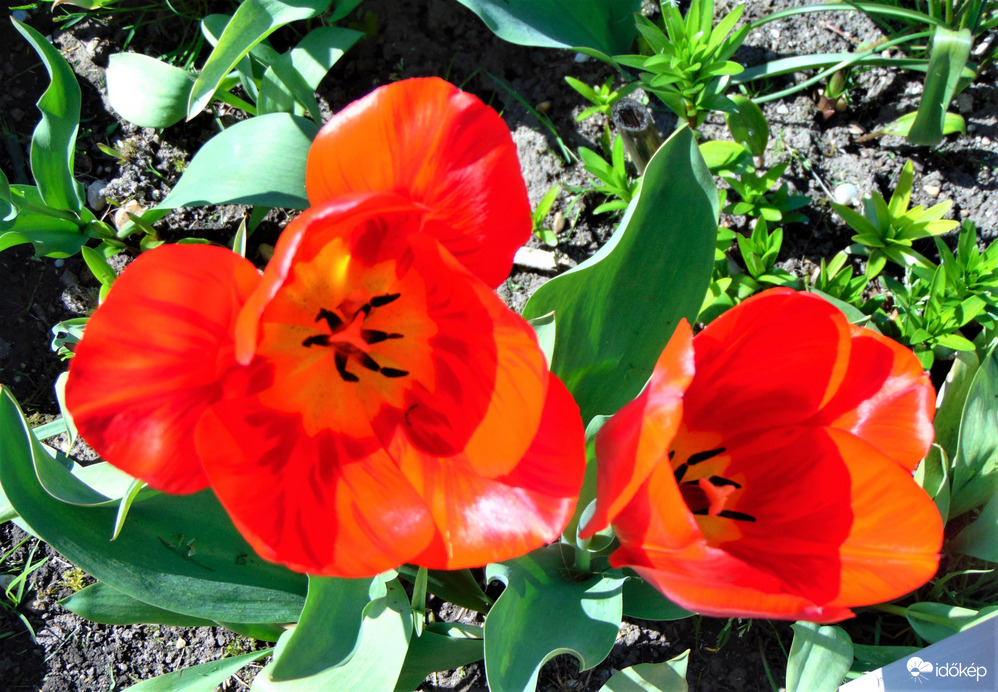 Piros tulipán